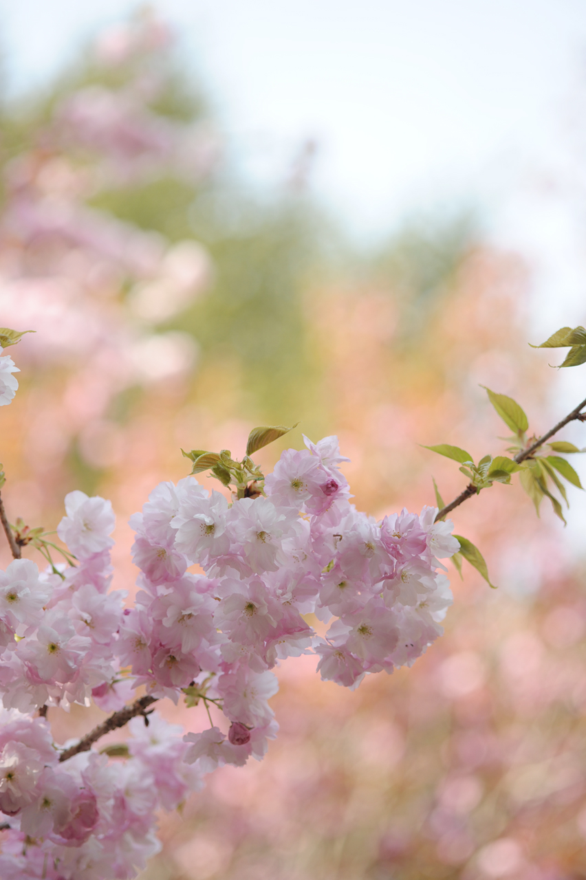 cherry blossom_01