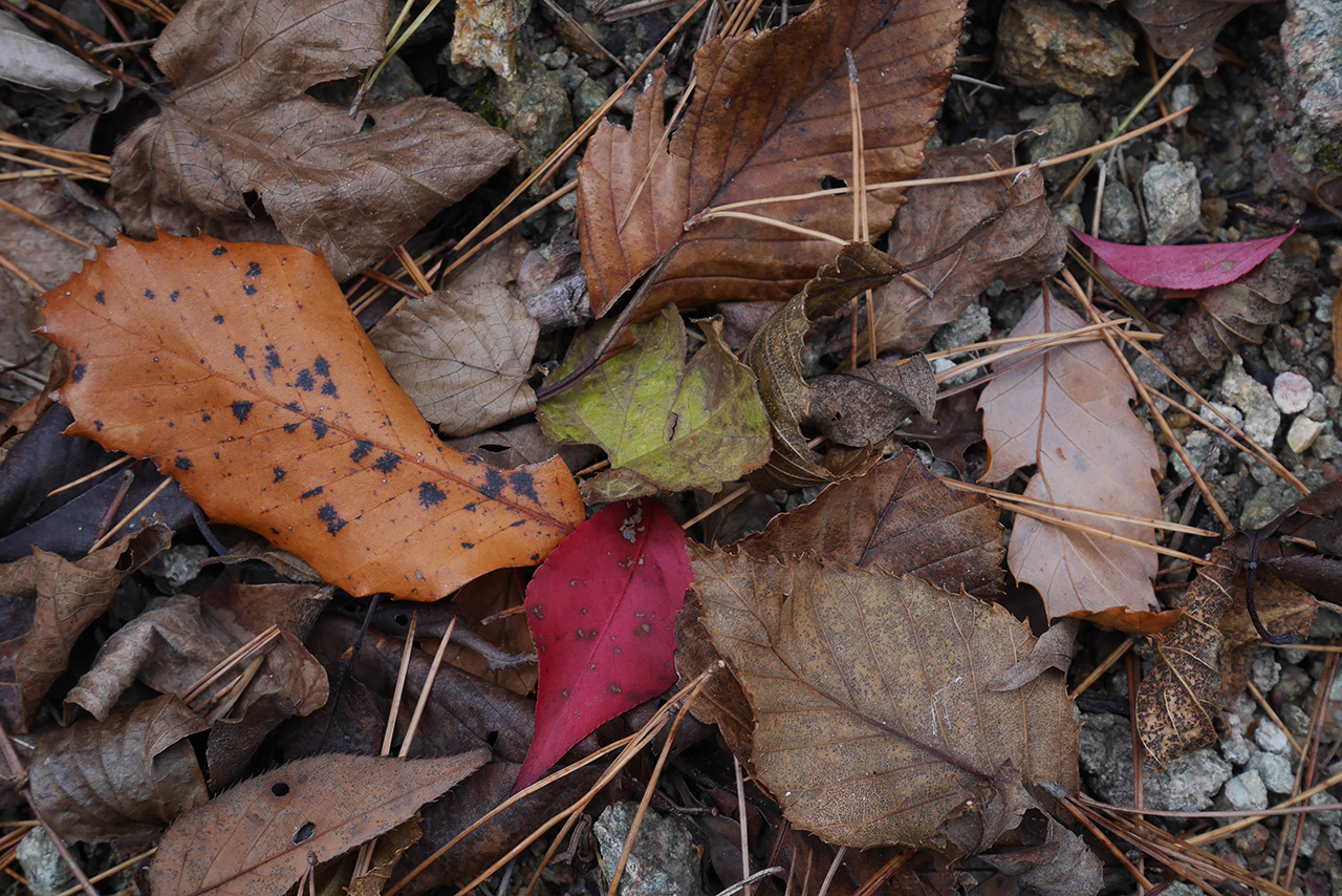 autumn remnants