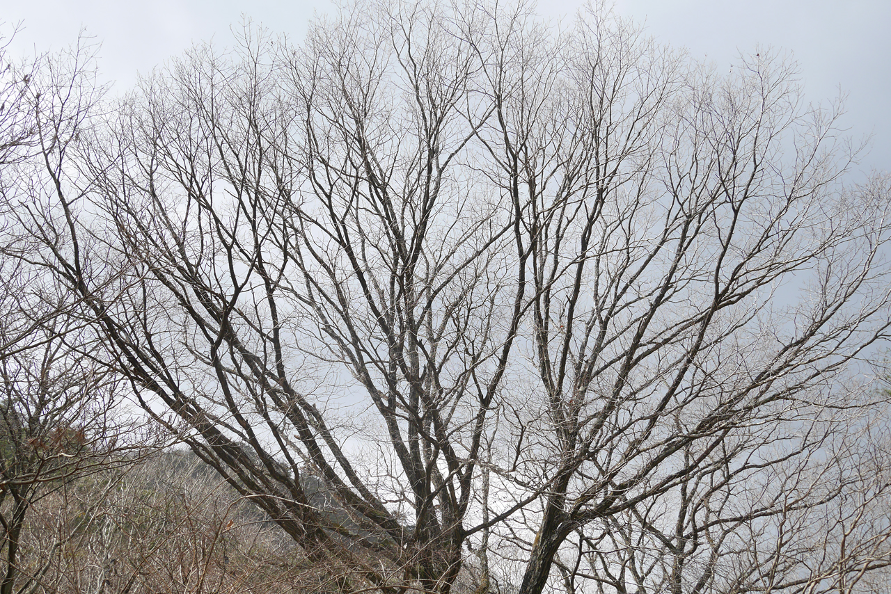 木 Tree