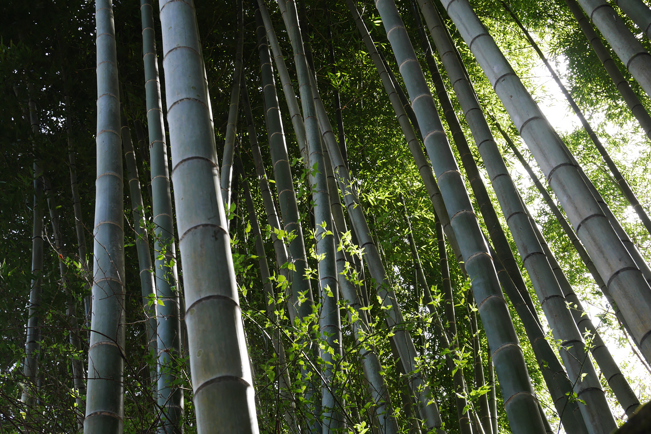 竹　Bamboo