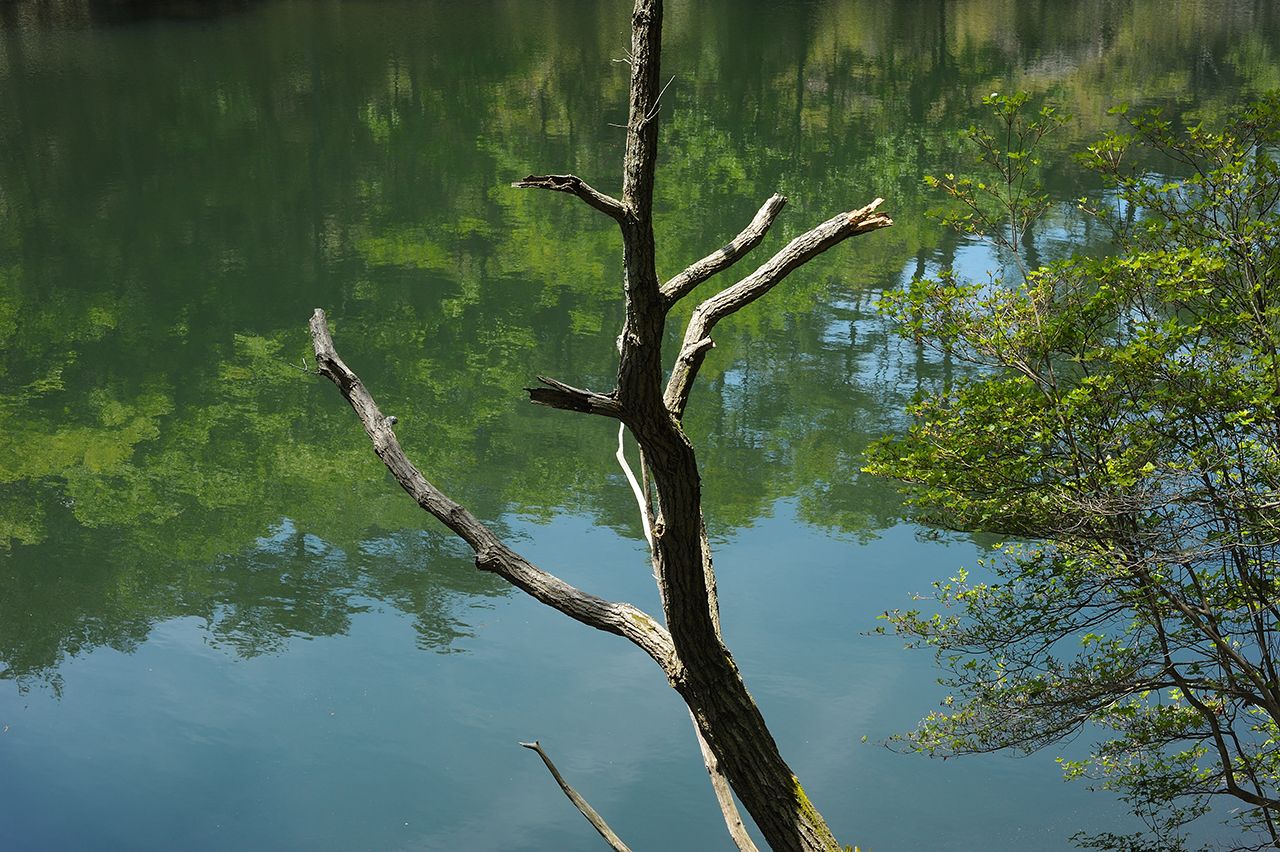穂高湖の湖面に映える新緑