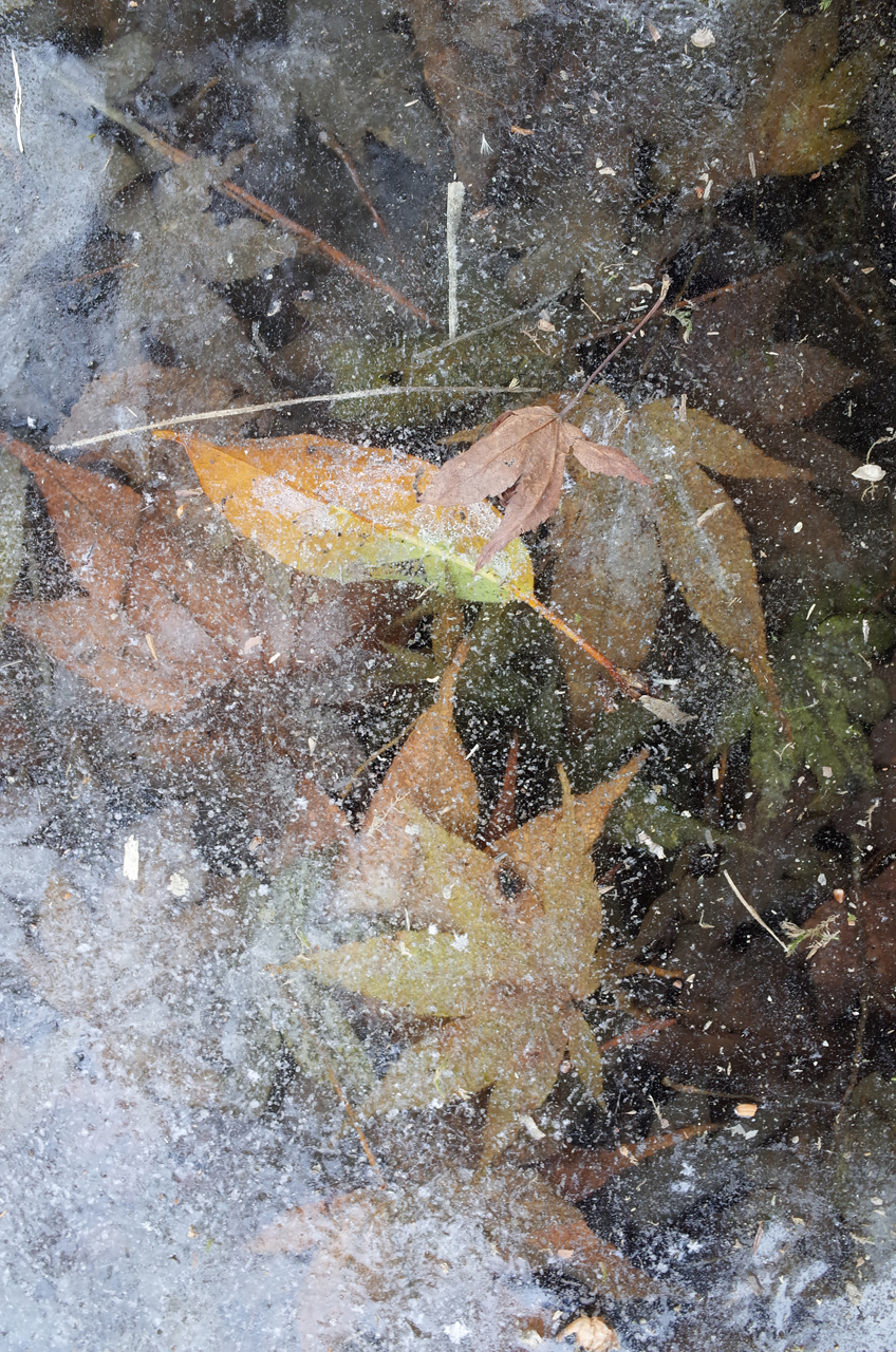 leaves in ice