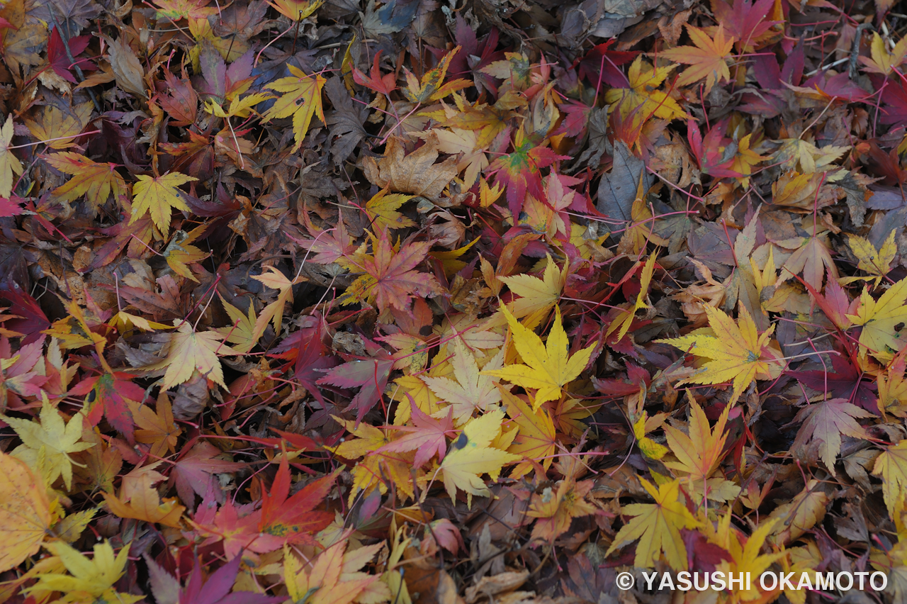 autumn leaves 2