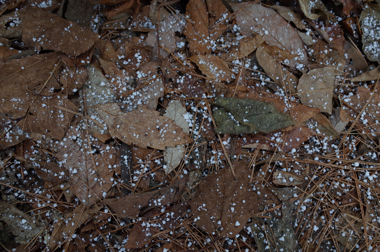 落ち葉と雪