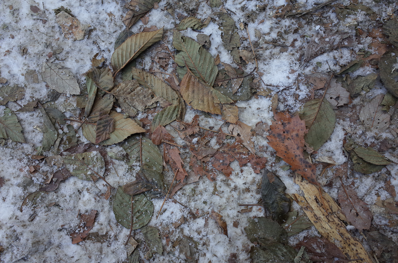 Fallen leaves on the snow