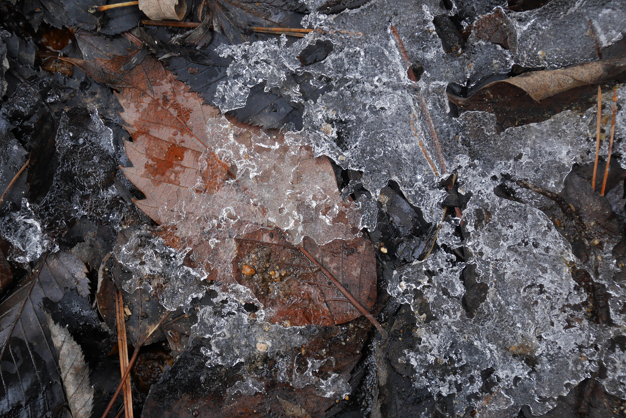 a leaf in ice