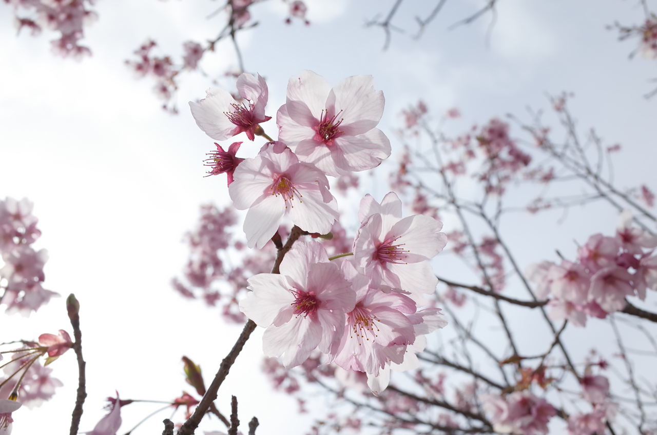 掬星台の桜