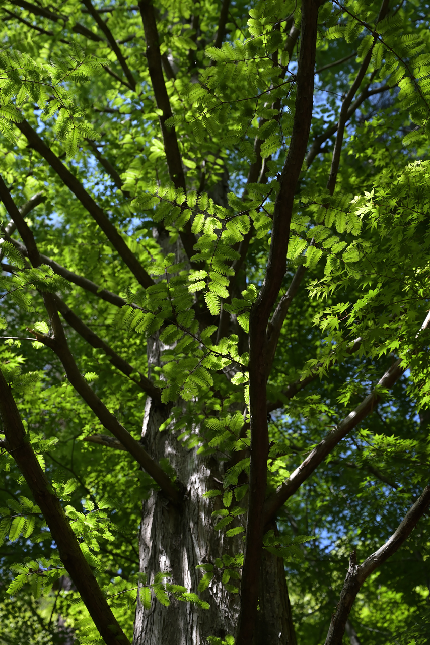 メタセコイアの新緑
fresh green of metasequoia